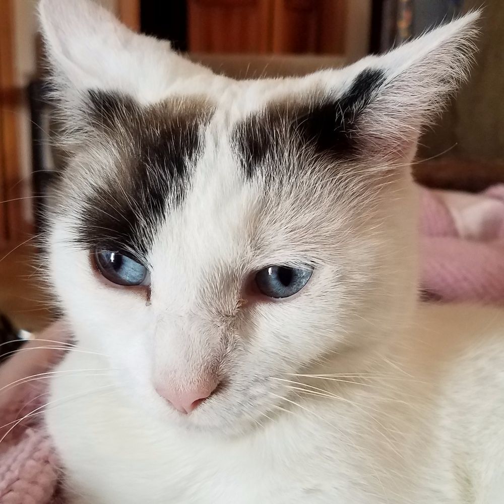 Meet your Posher, Smirnov