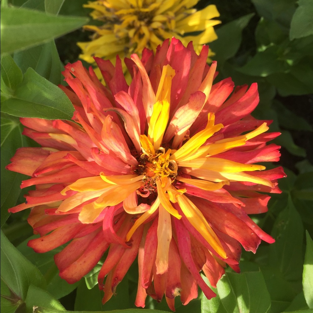 Meet your Posher, Kristin