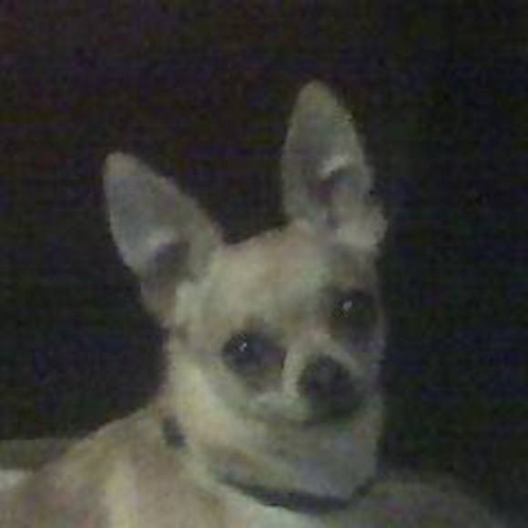 Meet your Posher, Bonnie - Picture 1 of 1