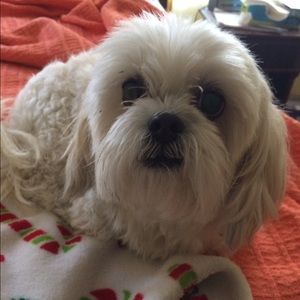 Meet your Posher, Holly