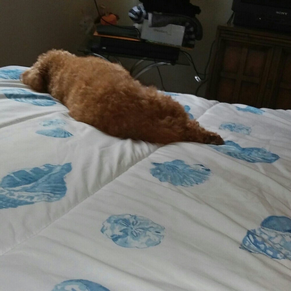 Meet your Posher, Joan