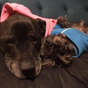 Meet your Posher, Thea