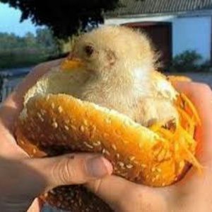 Meet your Posher, Joe