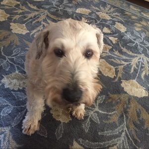 Meet your Posher, Debra