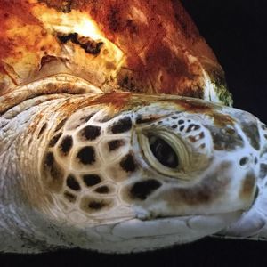 Meet your Posher, Brenda