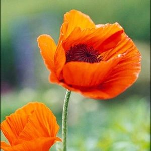 One Make Up or Jewelry Compote- ON HOLD