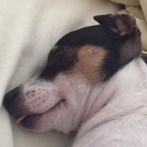 Meet your Posher, Sydney