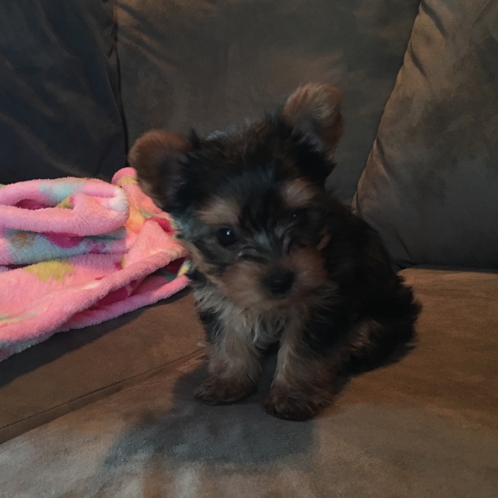 Meet your Posher, Jennifer