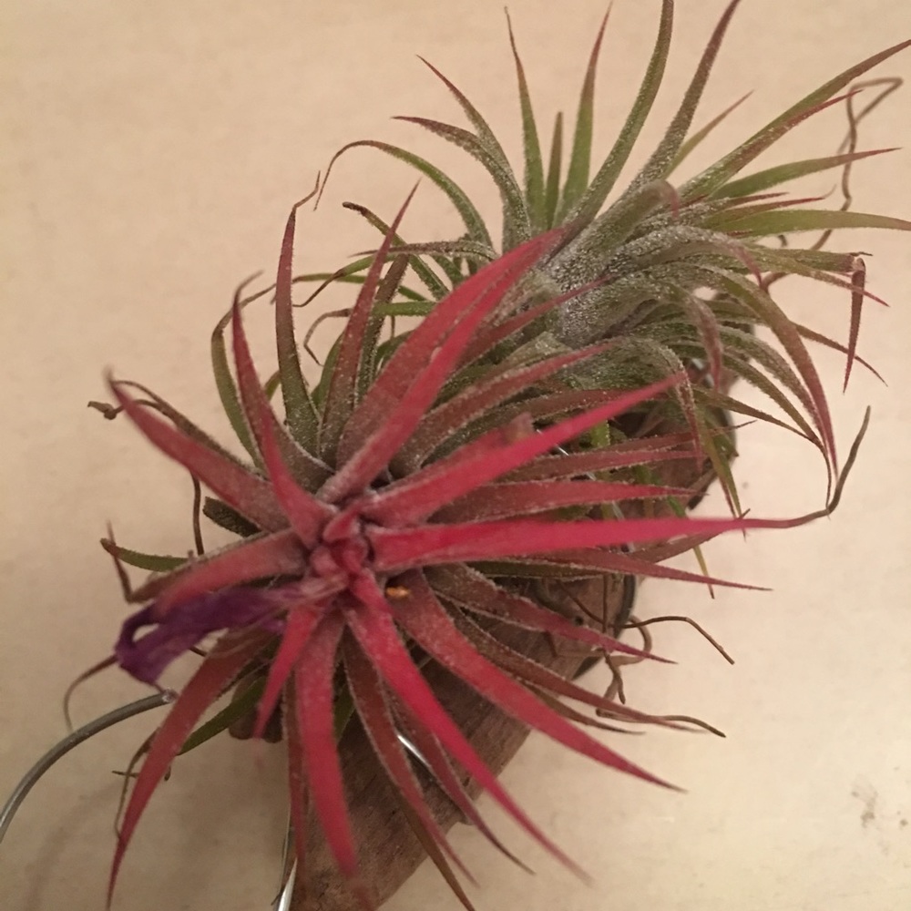 🛑🛑SOLD🛑🛑Hanging Air Plant