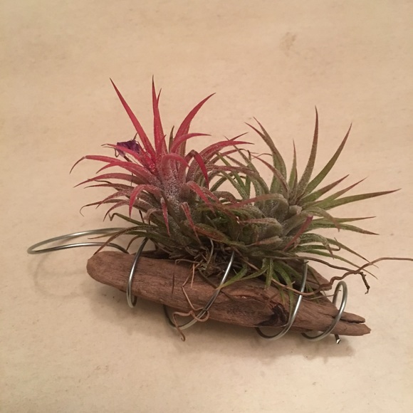 🛑🛑SOLD🛑🛑Hanging Air Plant - Picture 2 of 2