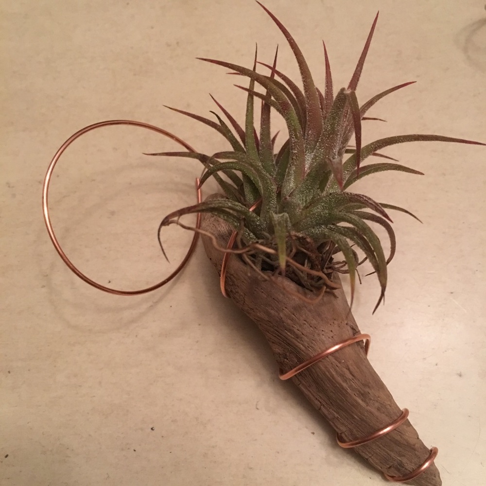 Hanging Air Plant