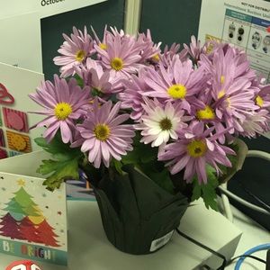 Meet your Posher, Ana