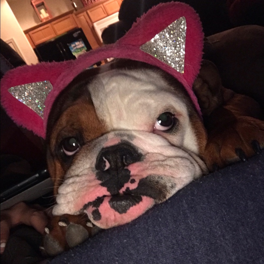 Meet your Posher, Darcy