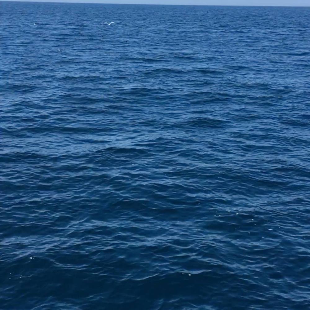 Meet your Posher, Jose