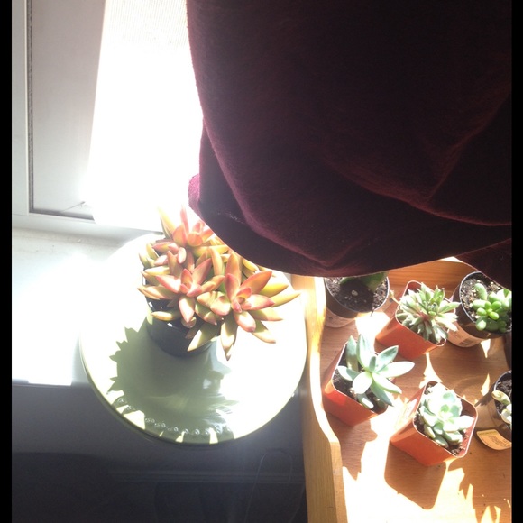 SOLD - Picture 4 of 4