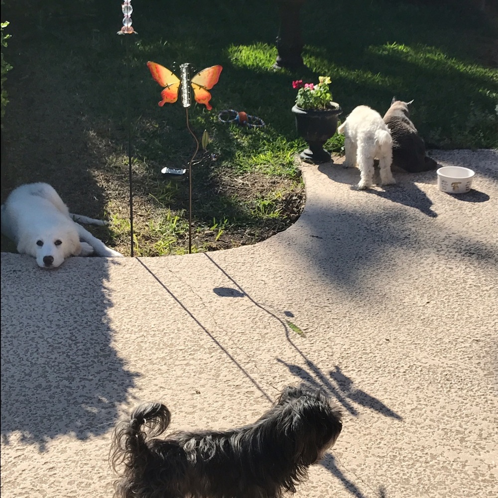 Meet your Posher, Shadai