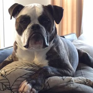 Meet your Posher, Darrin