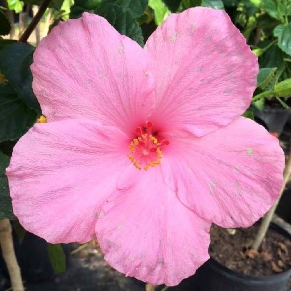 Meet your Posher, Mckena