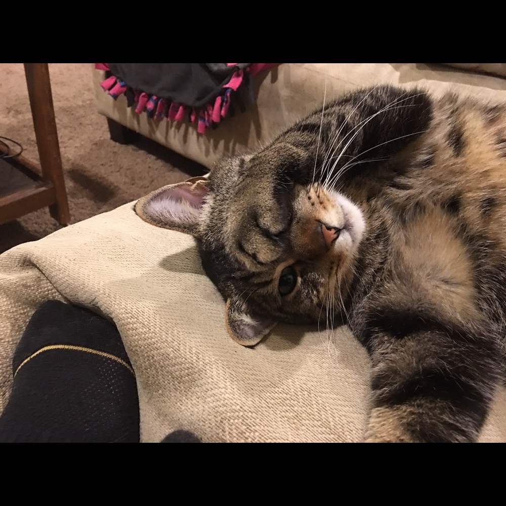 Meet your Posher, Lisa