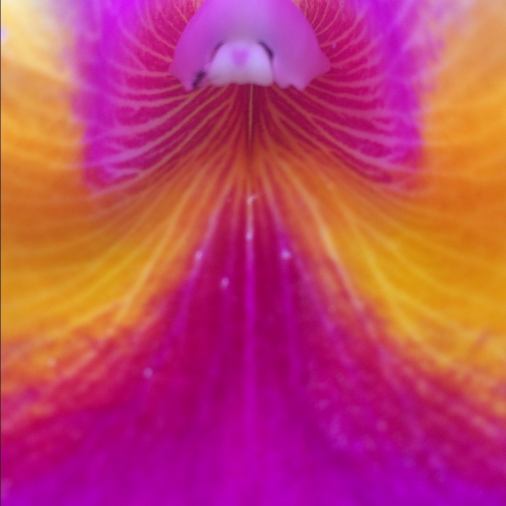 Meet your Posher, Sue