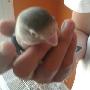 Meet your Posher, Adrian