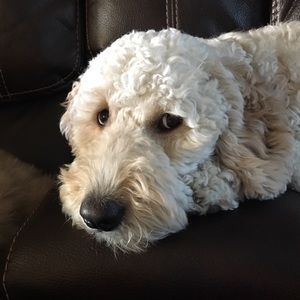 Meet your Posher, Larryssa