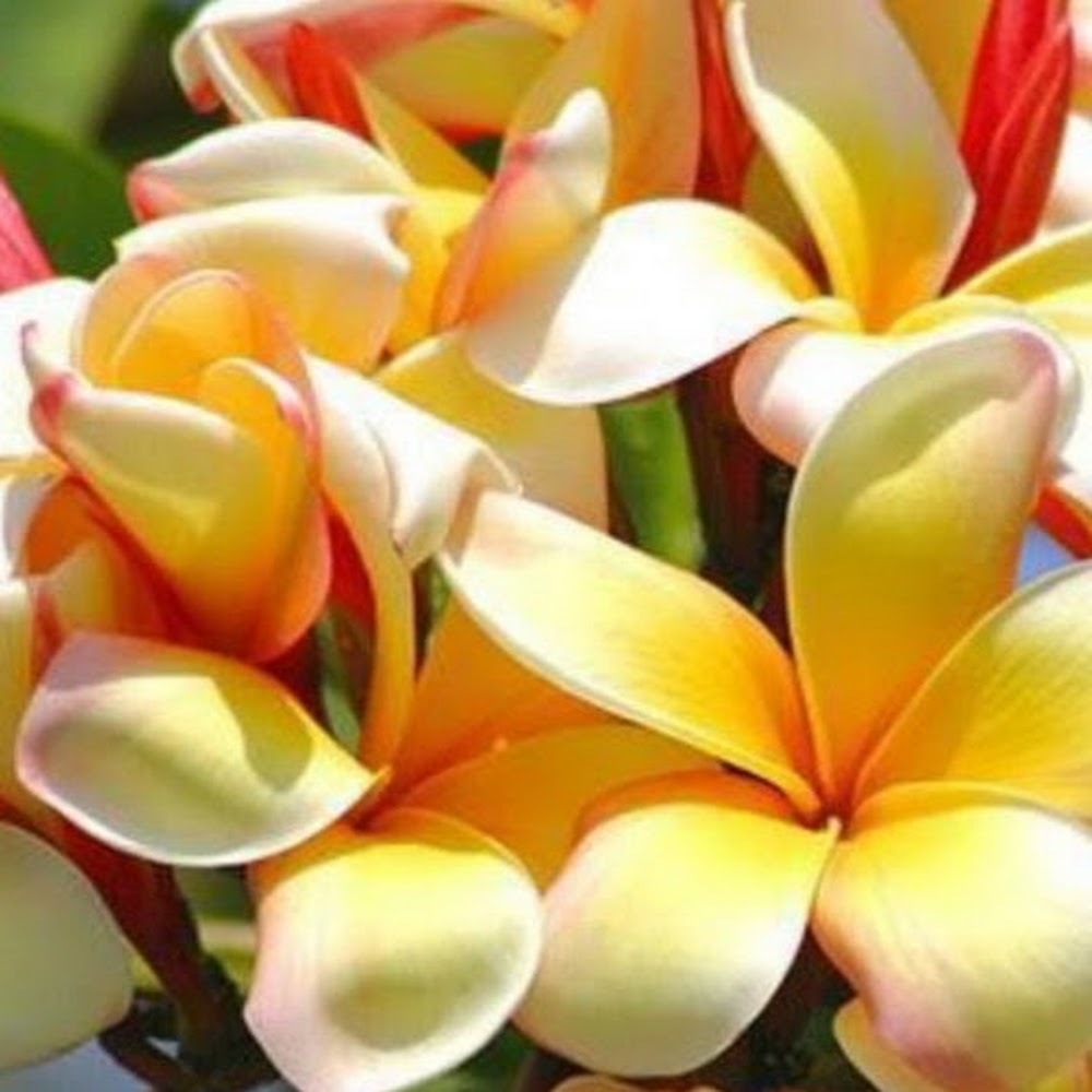 Meet your Posher, Anne