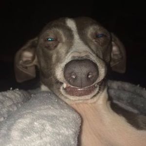 Meet your Posher, Dawn