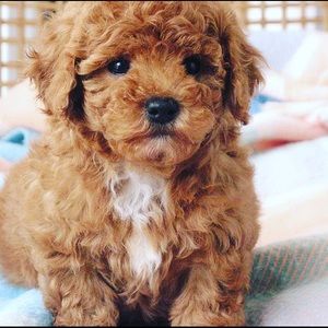 Meet your Posher, Renae