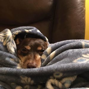 Meet your Posher, Torri