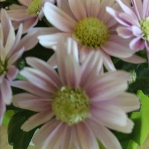 Meet your Posher, Kasie