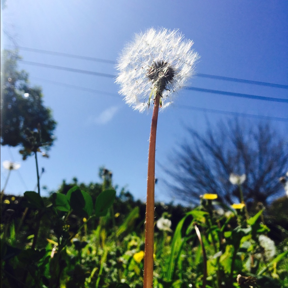 Meet your Posher, Hasini