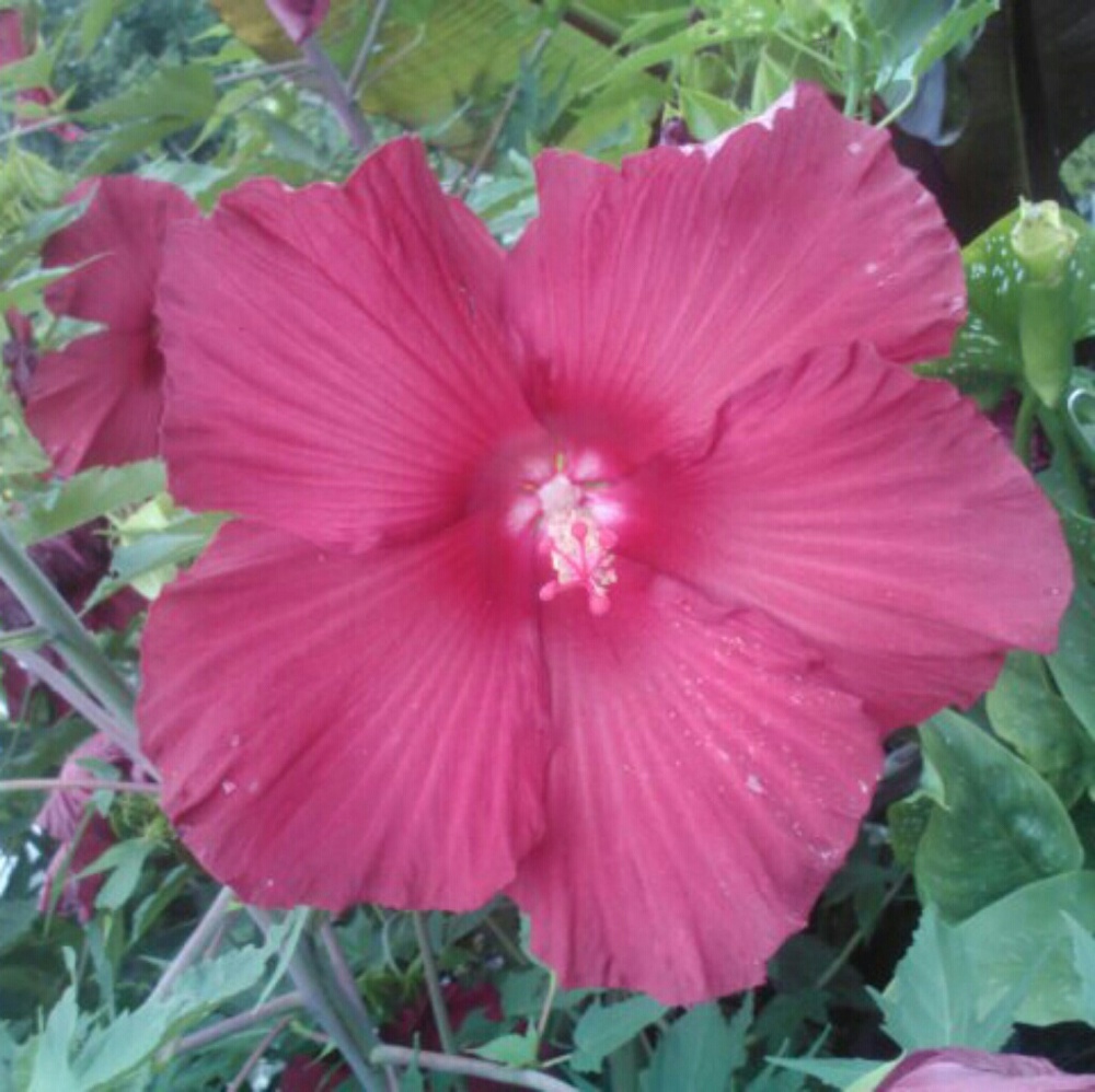 ISO LOOKING FOR VS MULTIWAY BOMBSHELL 34D