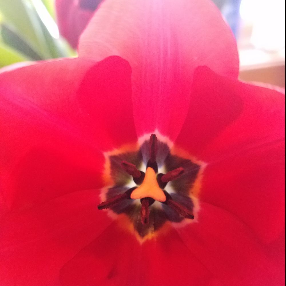 Meet your Posher, Isa