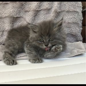 Not for sale!