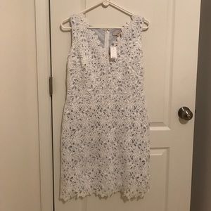 Size 8 Lace LOFT dress