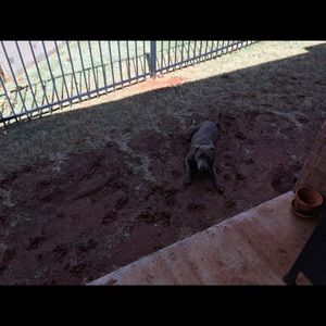 Meet your Posher, Chad