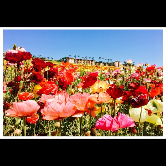 Meet your Posher, Jel - Picture 3 of 3