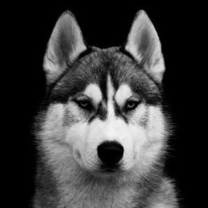 Meet your Posher, Wei