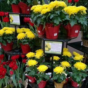 Meet your Posher, Tamera