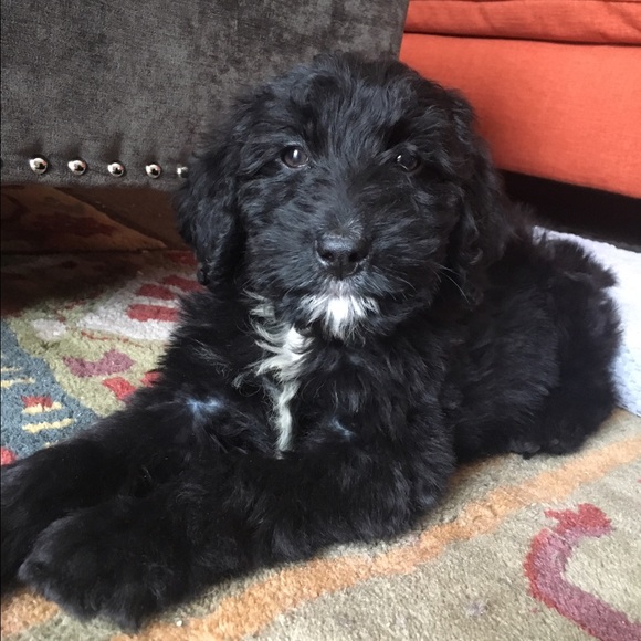 Meet your Posher, Heather - Picture 1 of 1