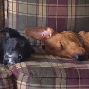 Meet your Posher, Peggy