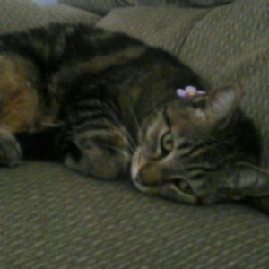 Meet your Posher, Donna