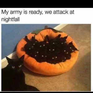 Meet your Posher, Gayle