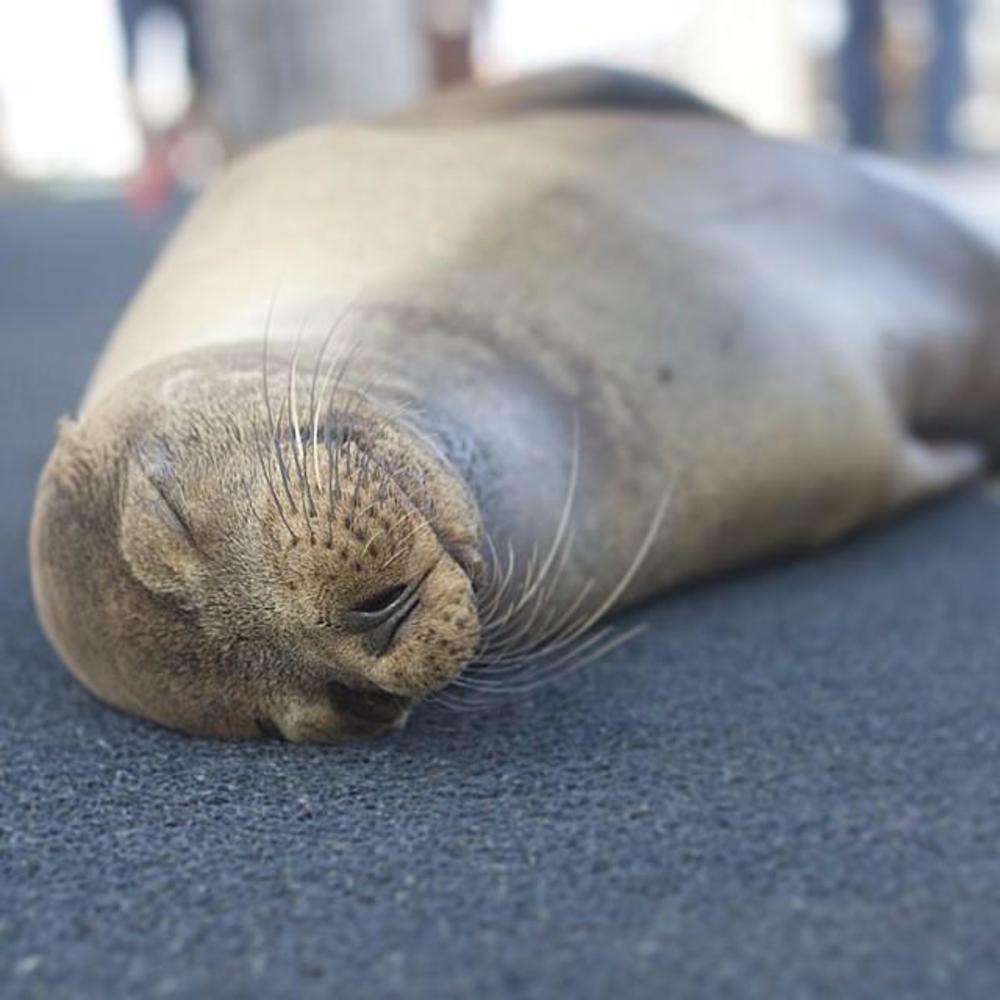 Meet your Posher, Abby