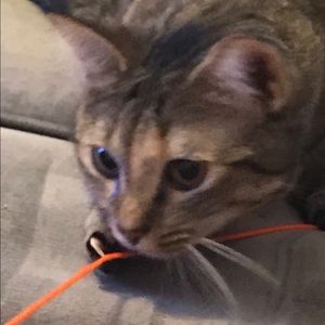 Meet your Posher, Bess