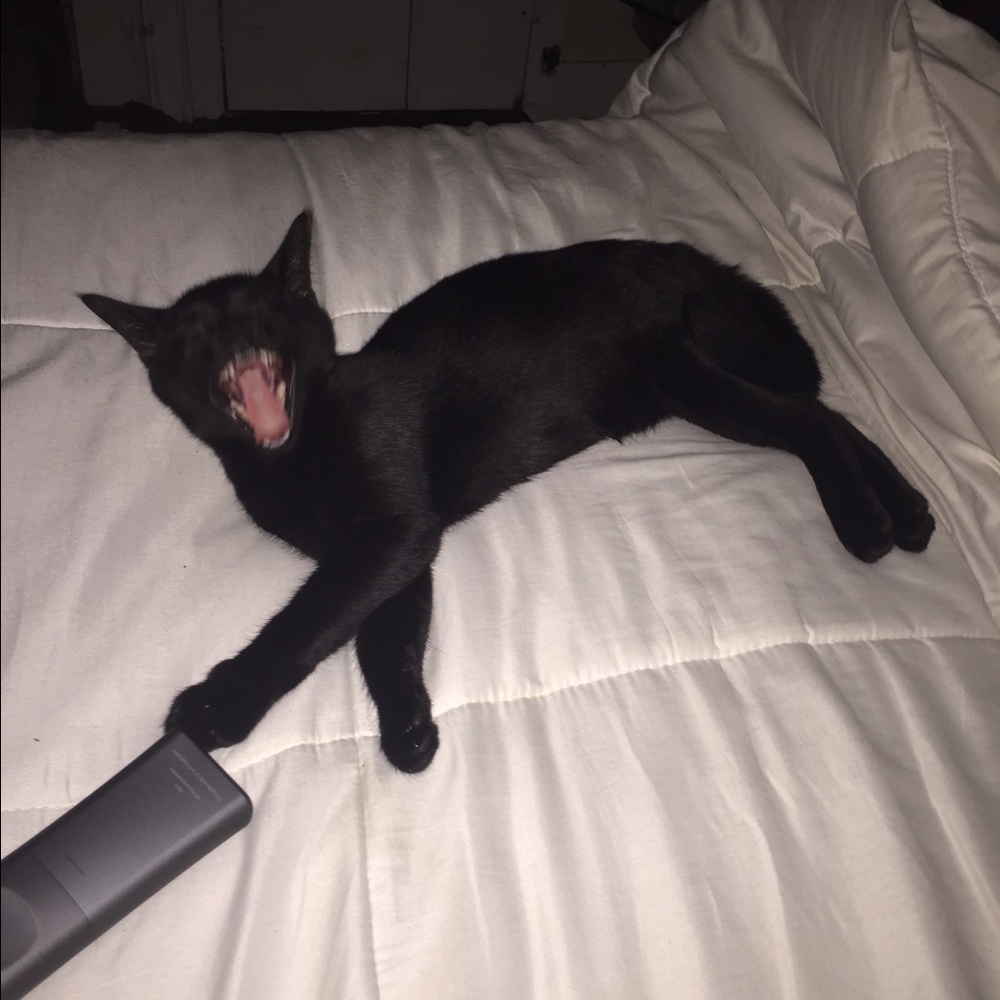 Meet your Posher, Lauren