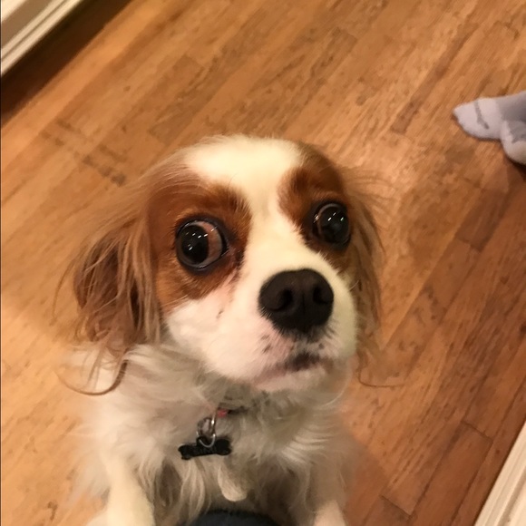 Meet your Posher, Sergio - Picture 1 of 1