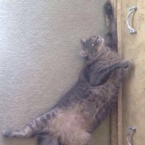 Meet your Posher, Lee