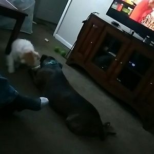 Meet your Posher, Jacky